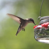 Mason Jar Hummingbird Feeder