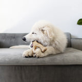 Benebone Wishbone Bacon Flavor for Puppy (Small)