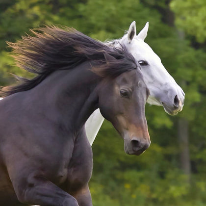 Equine