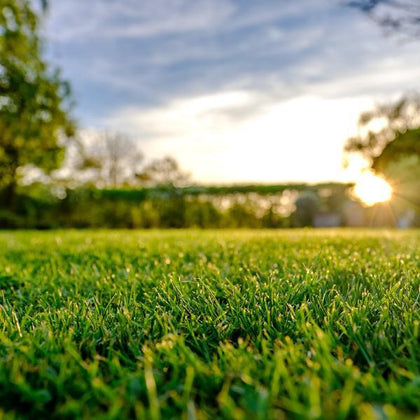 Lawn & Garden