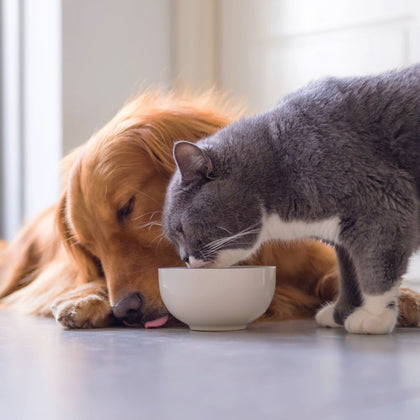Pet