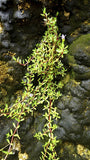 Oxygenating Pond Plants