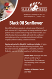 Black Oil Sunflower Seed