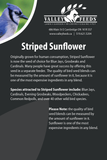 Striped Sunflower Seed