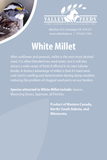 White Millet