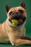 Natural Rubber Fetch Toy