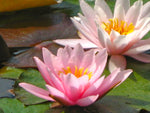 Assorted Water Lilies