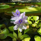 Floating Pond Plants