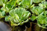 Floating Pond Plants