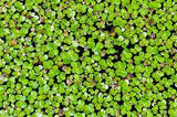 Floating Pond Plants