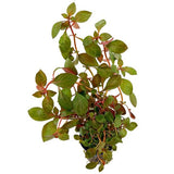 Oxygenating Pond Plants