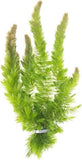 Oxygenating Pond Plants
