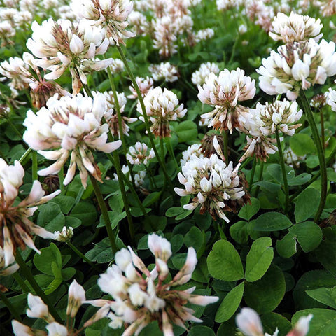 White Clover Seed- 1 lbs