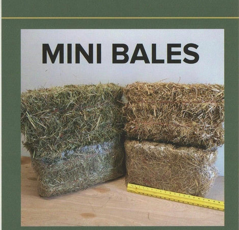 Ontario Grown Timothy Hay Mini Bales
