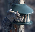 Squirrel Diner 2