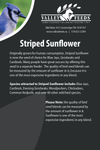Striped Sunflower